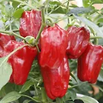 Семена перец сладкий Злата 5шт