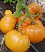 Проф семена ручной фасовки. Новый урожай