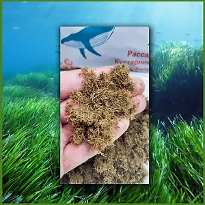 Океаническое удобрение