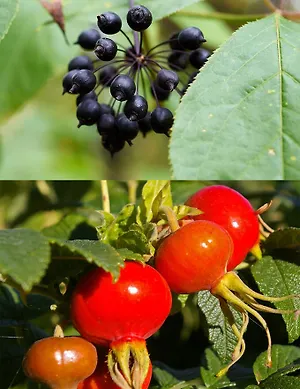 Сироп Шиповник с элеутерококком