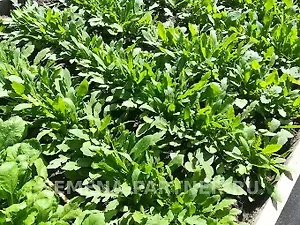 Рукола Триция