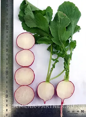 Редис Дуся F1