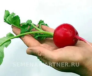 Редис Дуся F1