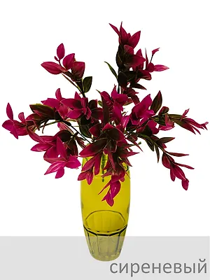 Ветка зелени