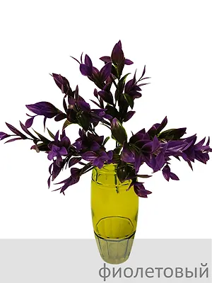 Ветка зелени