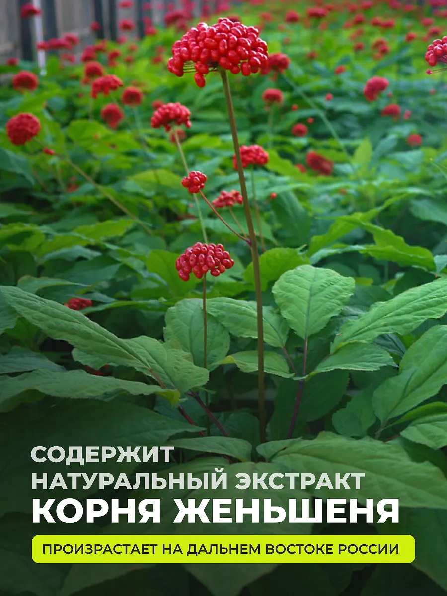 1WIN Женьшень + таурин